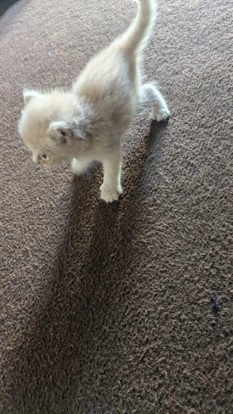 cat for Sale — photo 3