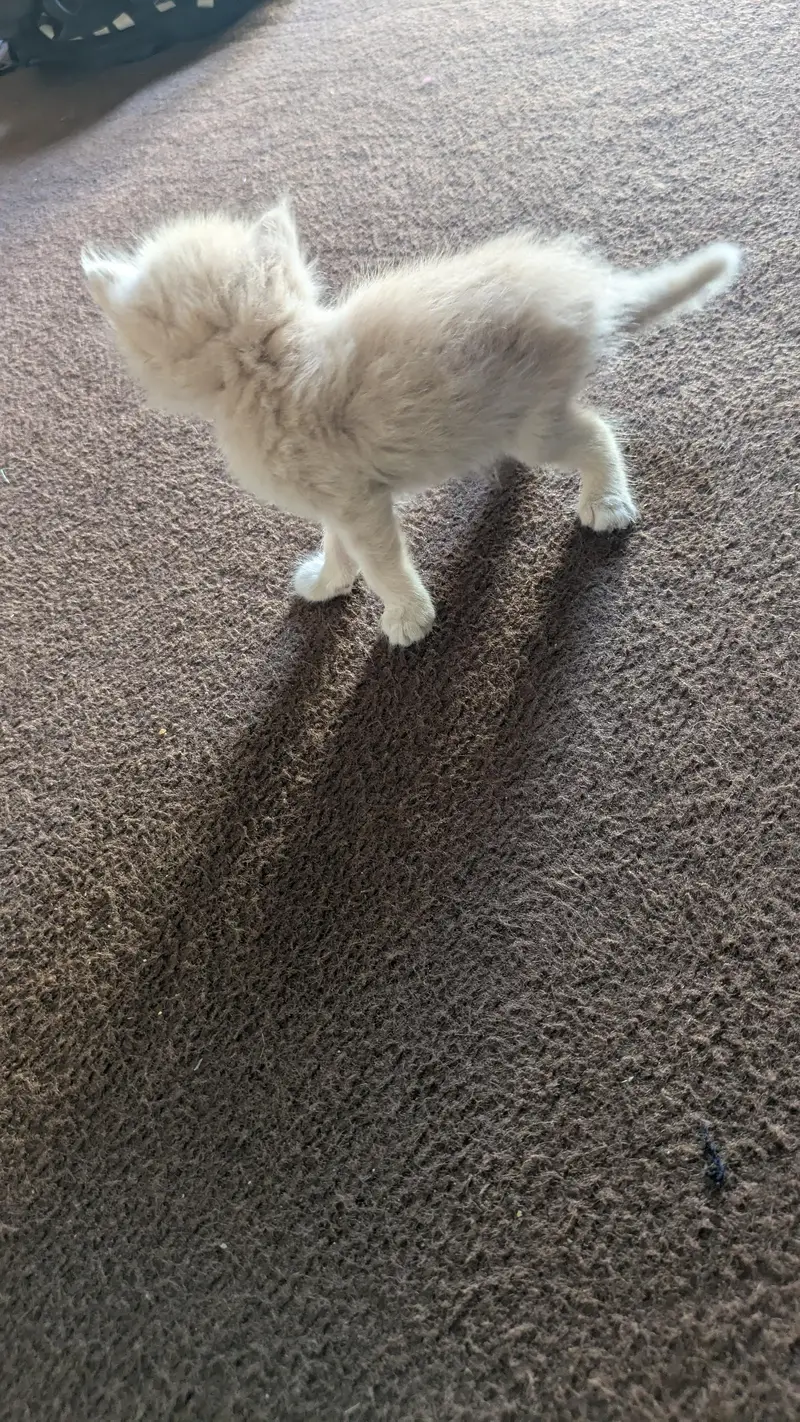 cat for Sale — photo 4