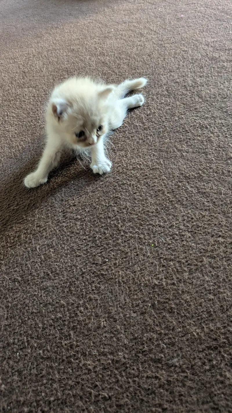 cat for Sale — photo 5