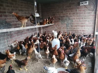 golden misri murgi murga Rs. 1200 per Kg