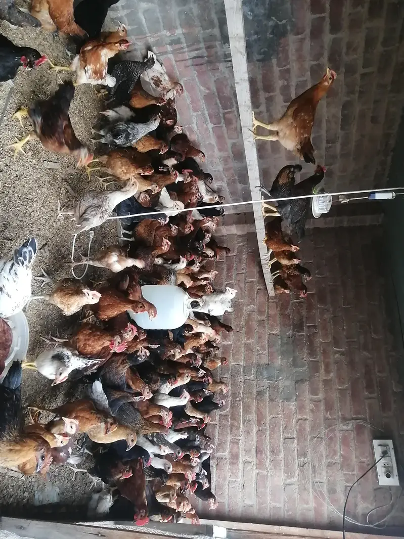 golden misri murgi murga Rs. 1200 per Kg — photo 4