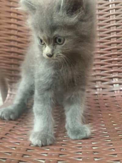 Persian