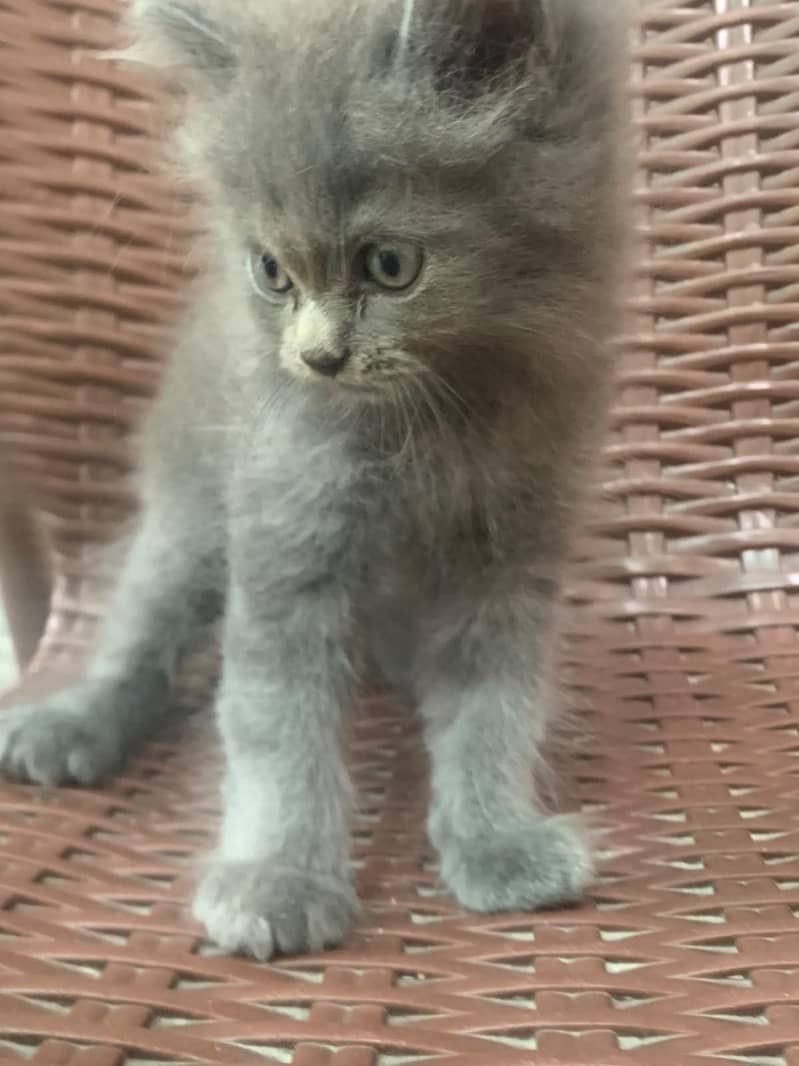 Persian 0