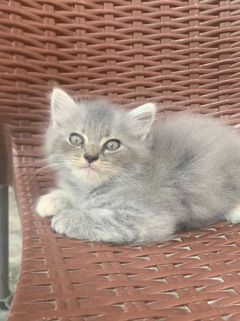 Persian 1