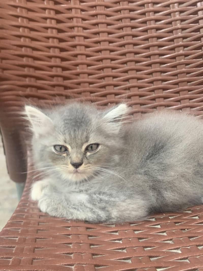 Persian 2