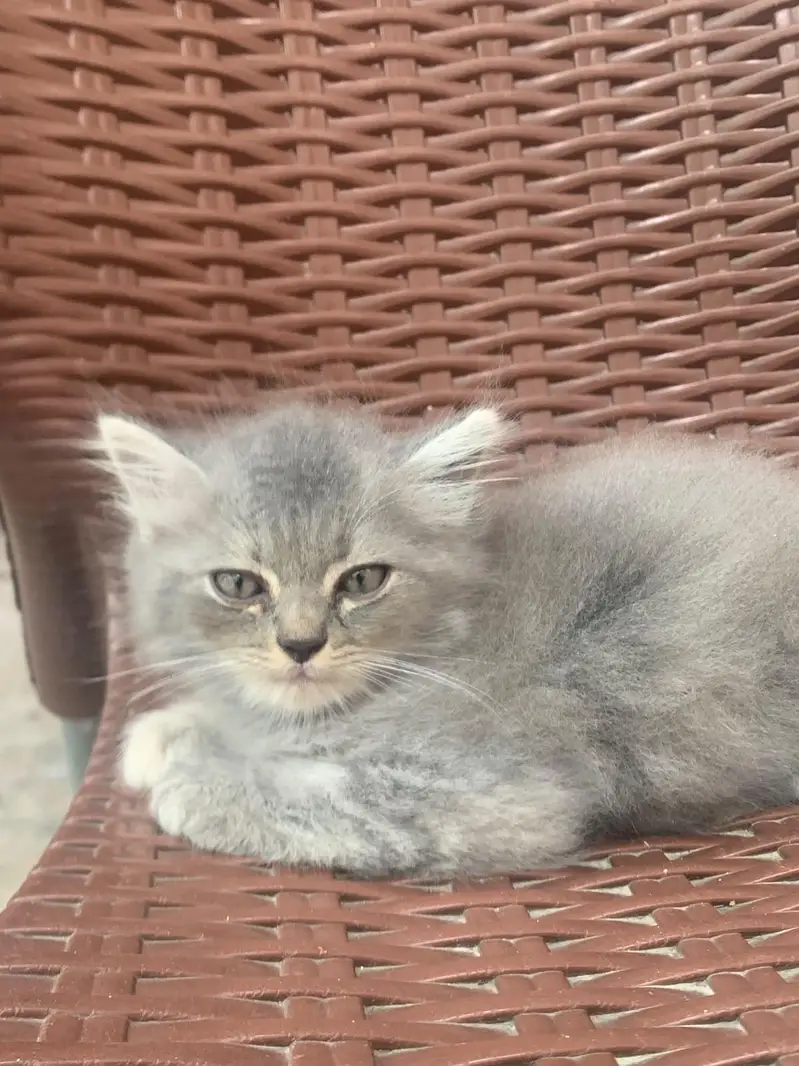 Persian — photo 3