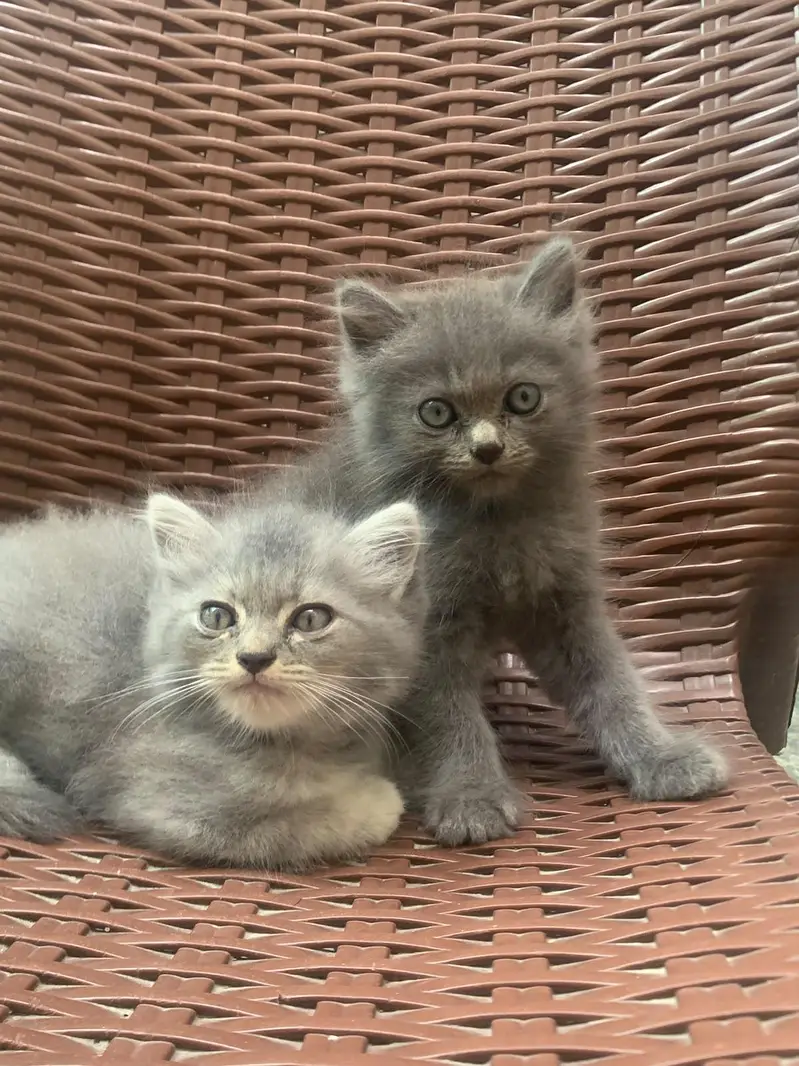 Persian — photo 4