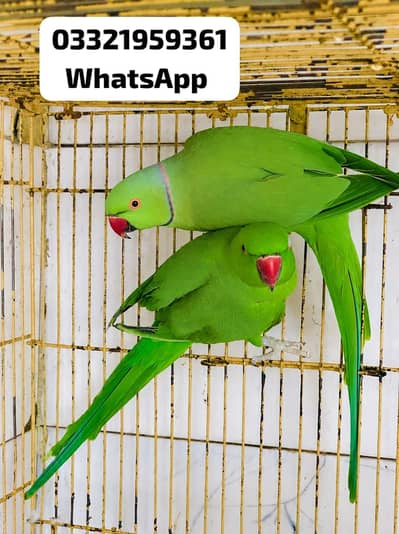 Green Ringneck Breedar pair Available