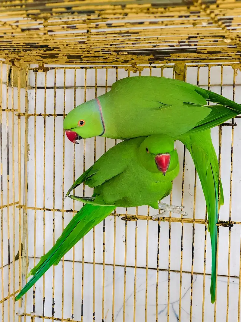Green Ringneck Breedar pair Available — photo 2