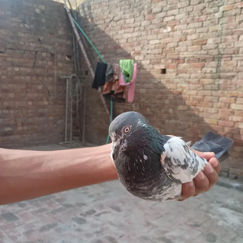 bhot achy ha kabutar ghr k ha active ha — photo 3