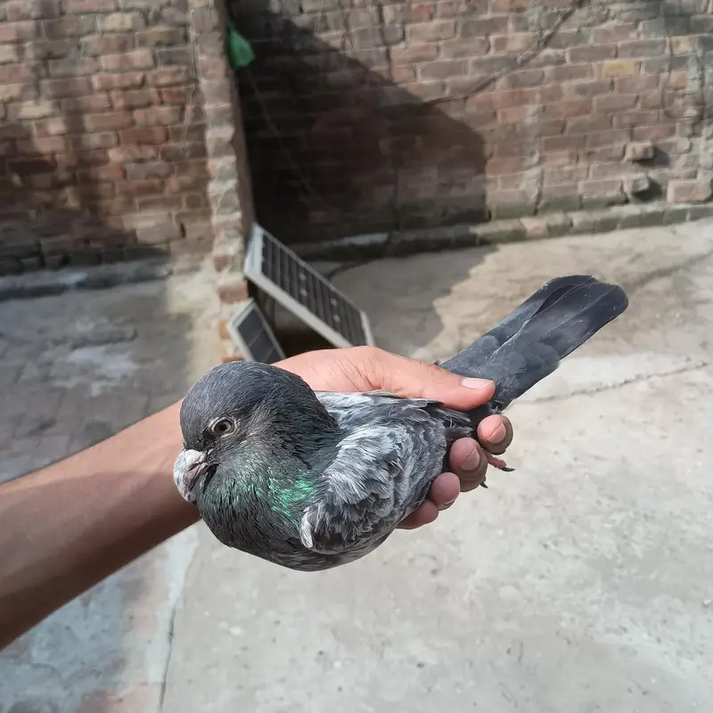 bhot achy ha kabutar ghr k ha active ha — photo 4