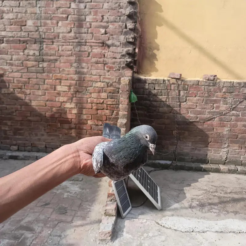 bhot achy ha kabutar ghr k ha active ha — photo 6