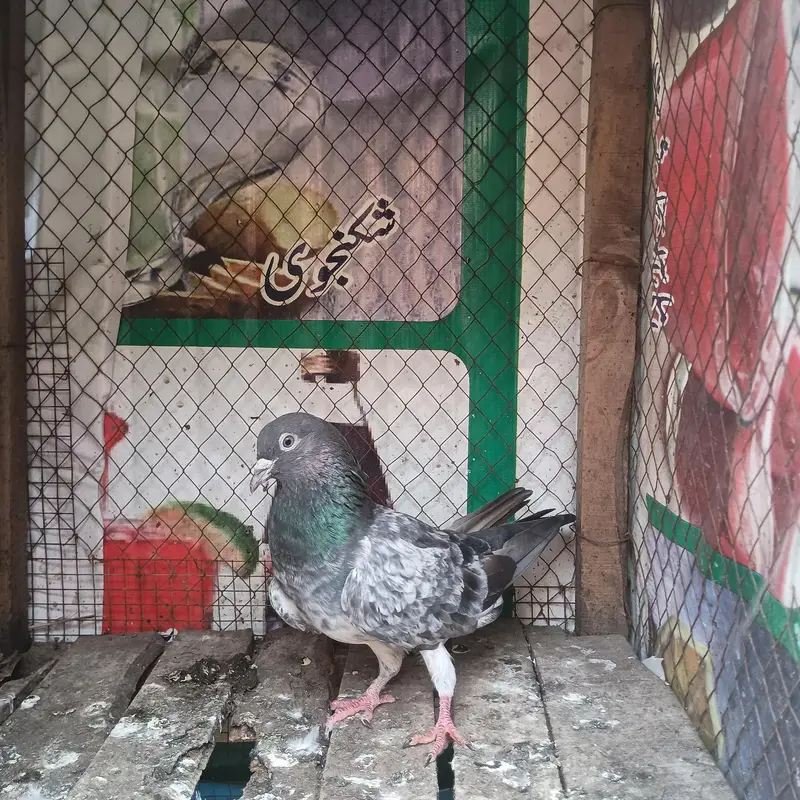 bhot achy ha kabutar ghr k ha active ha — photo 7