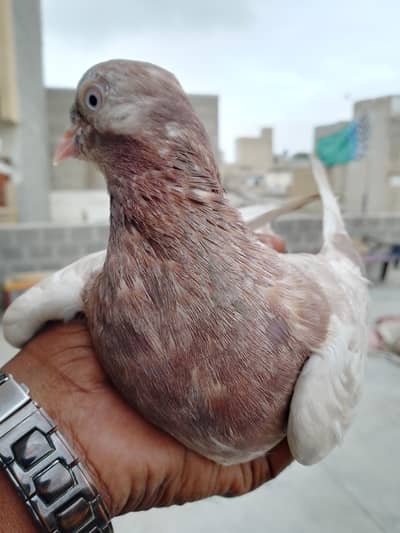 indian lakhi female