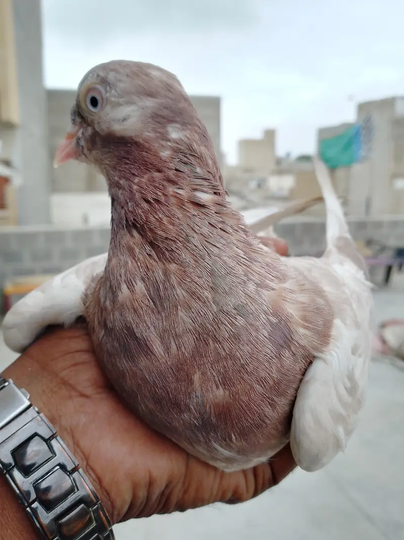 indian lakhi female