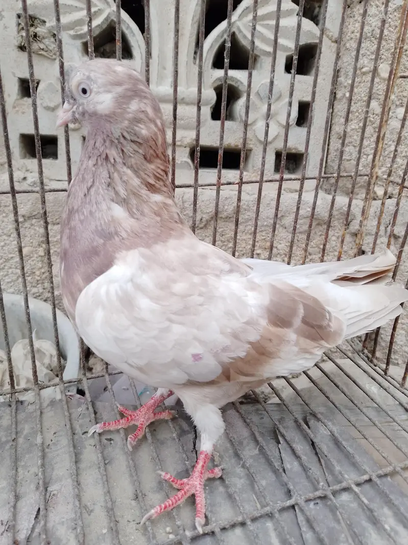 indian lakhi female — photo 2