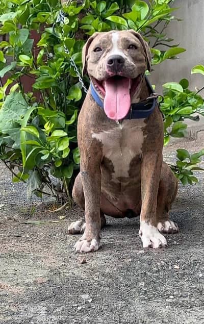 American Bully Female For Sale