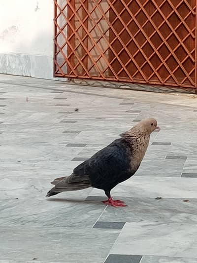 Multani pegions