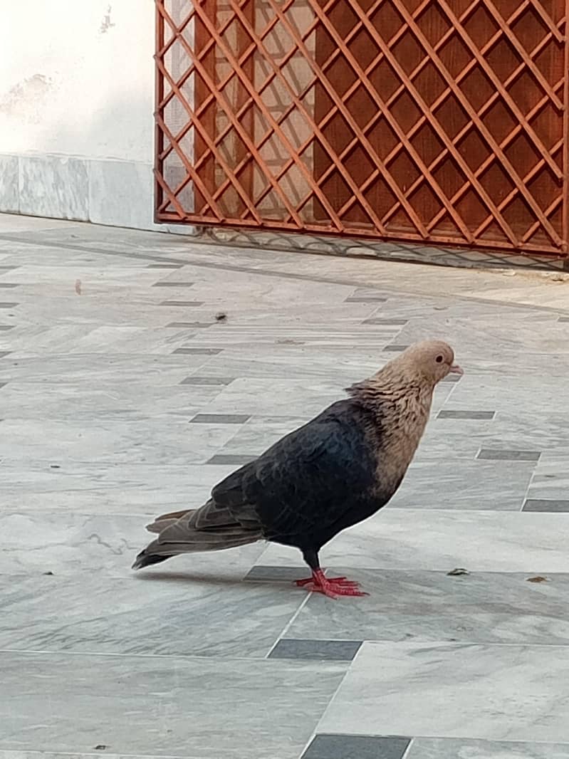 Multani pegions 0
