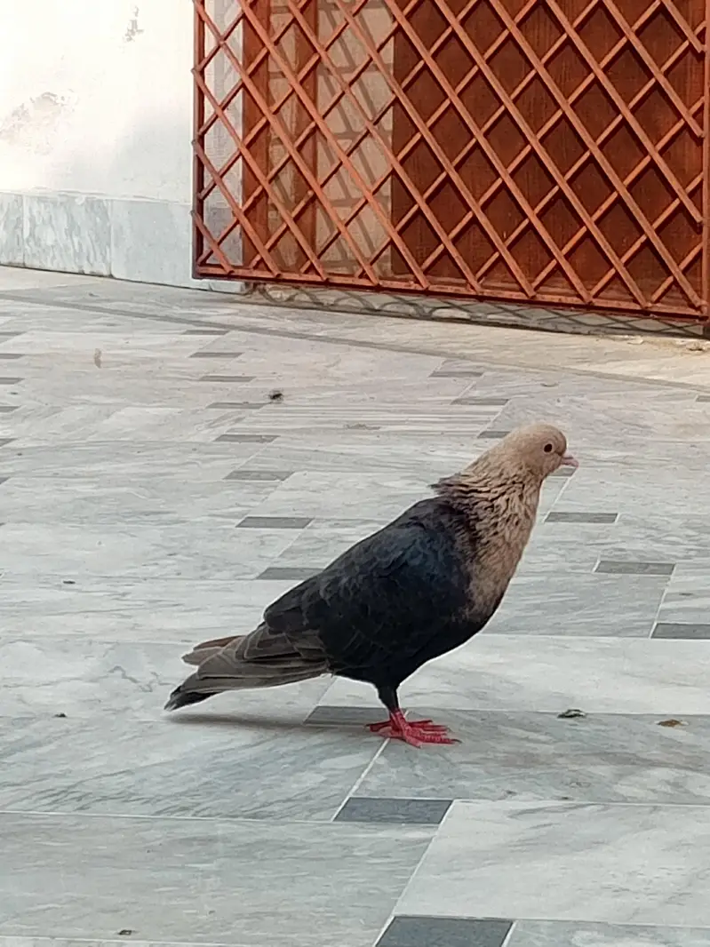 Multani pegions