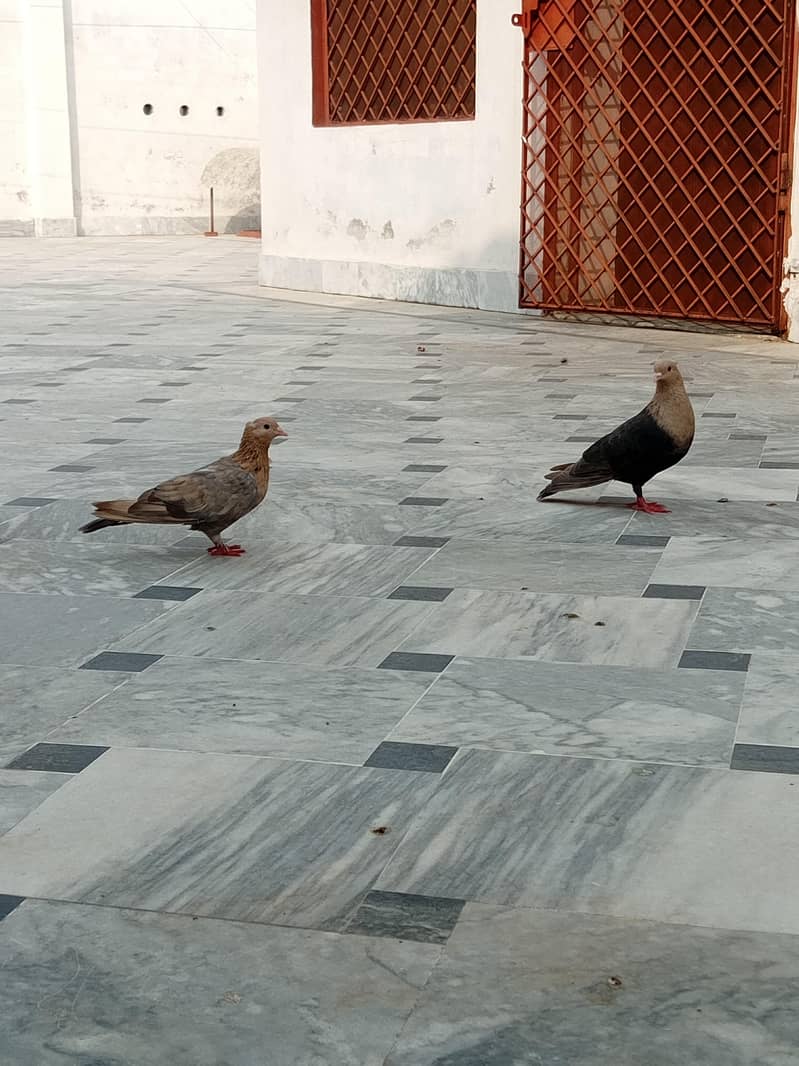 Multani pegions 1