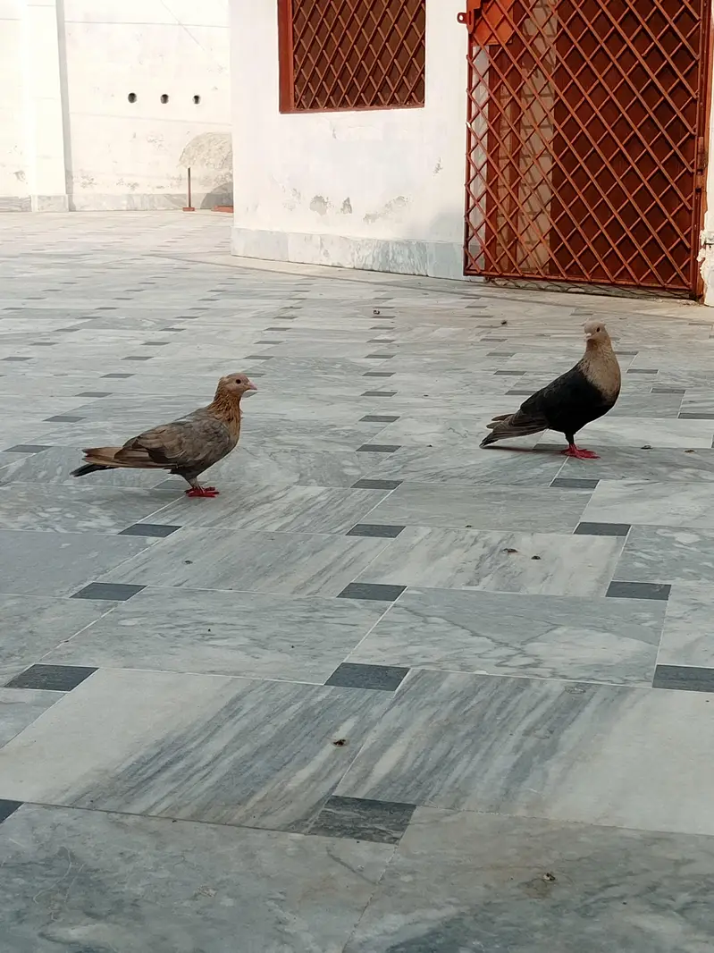 Multani pegions — photo 2