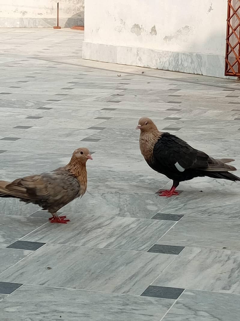 Multani pegions 2