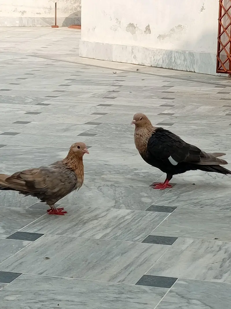 Multani pegions — photo 3