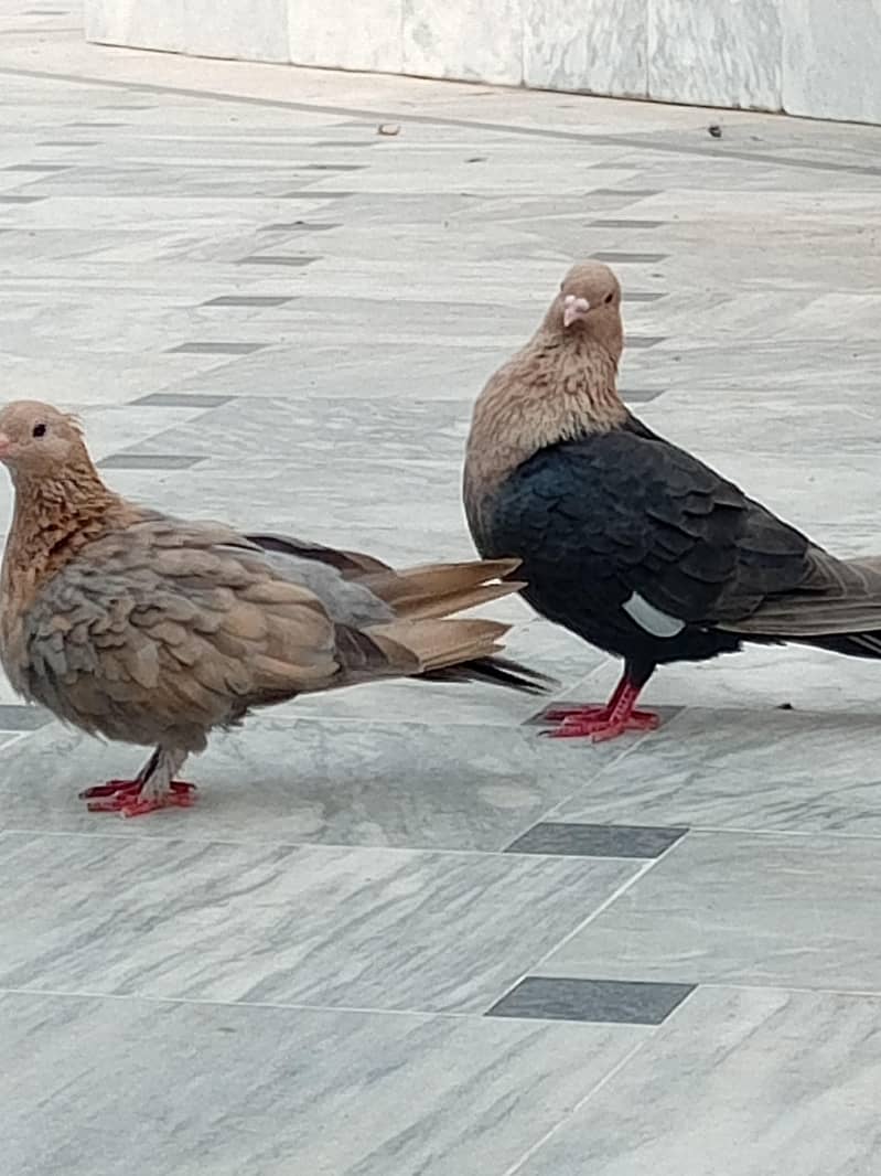 Multani pegions 3