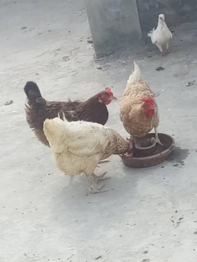 desi hens