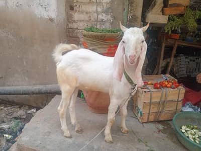 mashallah full gulabhi bakra