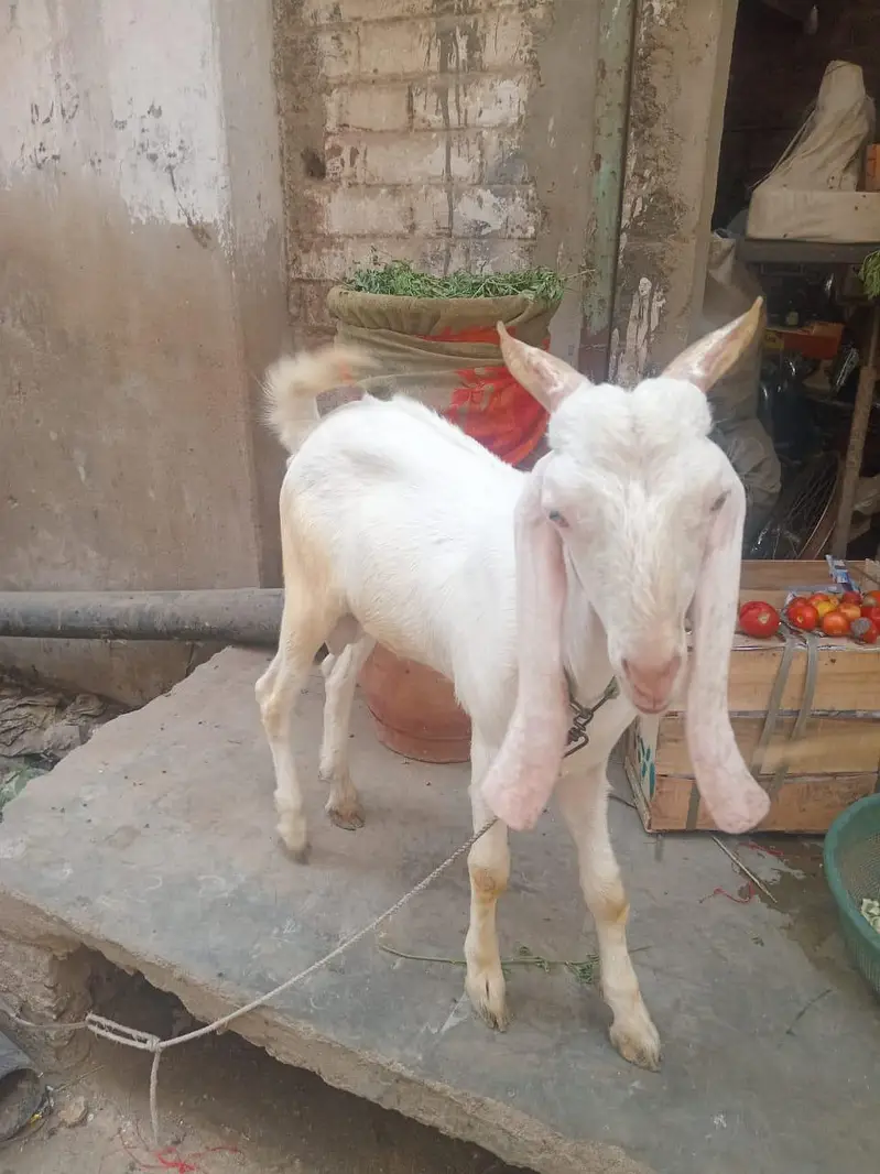 mashallah full gulabhi bakra — photo 2