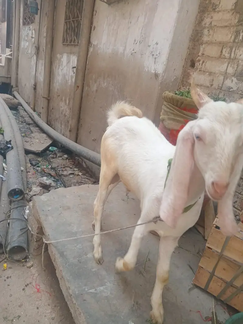 mashallah full gulabhi bakra — photo 3