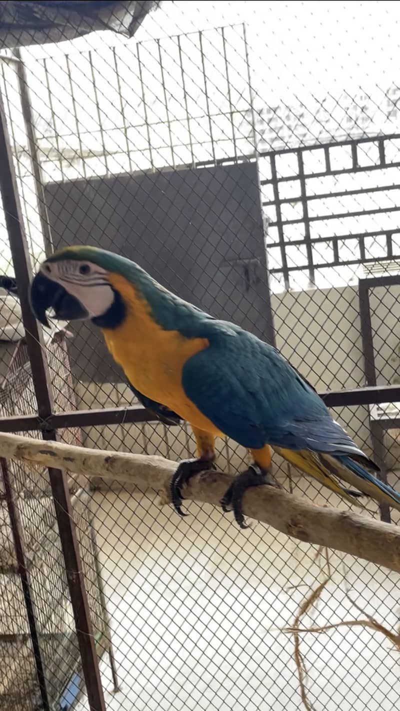 Macaw 1