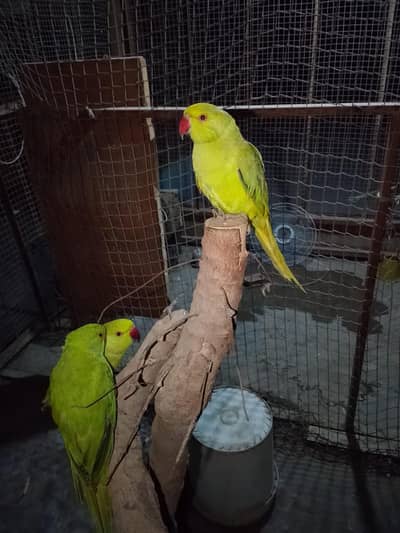 Indian Ringneck Tame Parrots