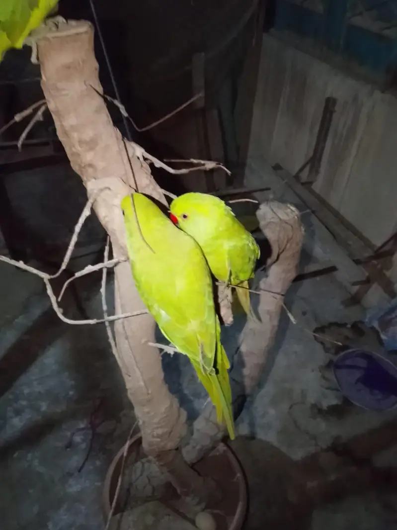 Indian Ringneck Tame Parrots — photo 2