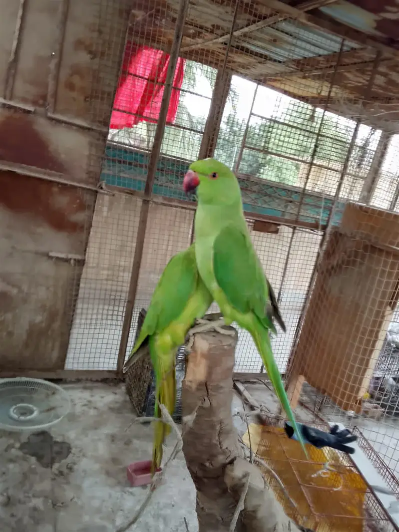 Indian Ringneck Tame Parrots — photo 3