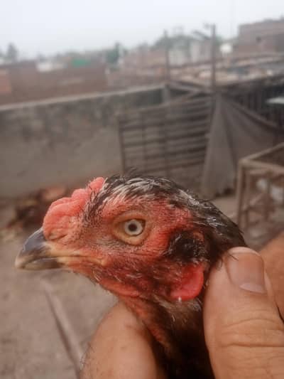 Thai veit Breeder black eyes