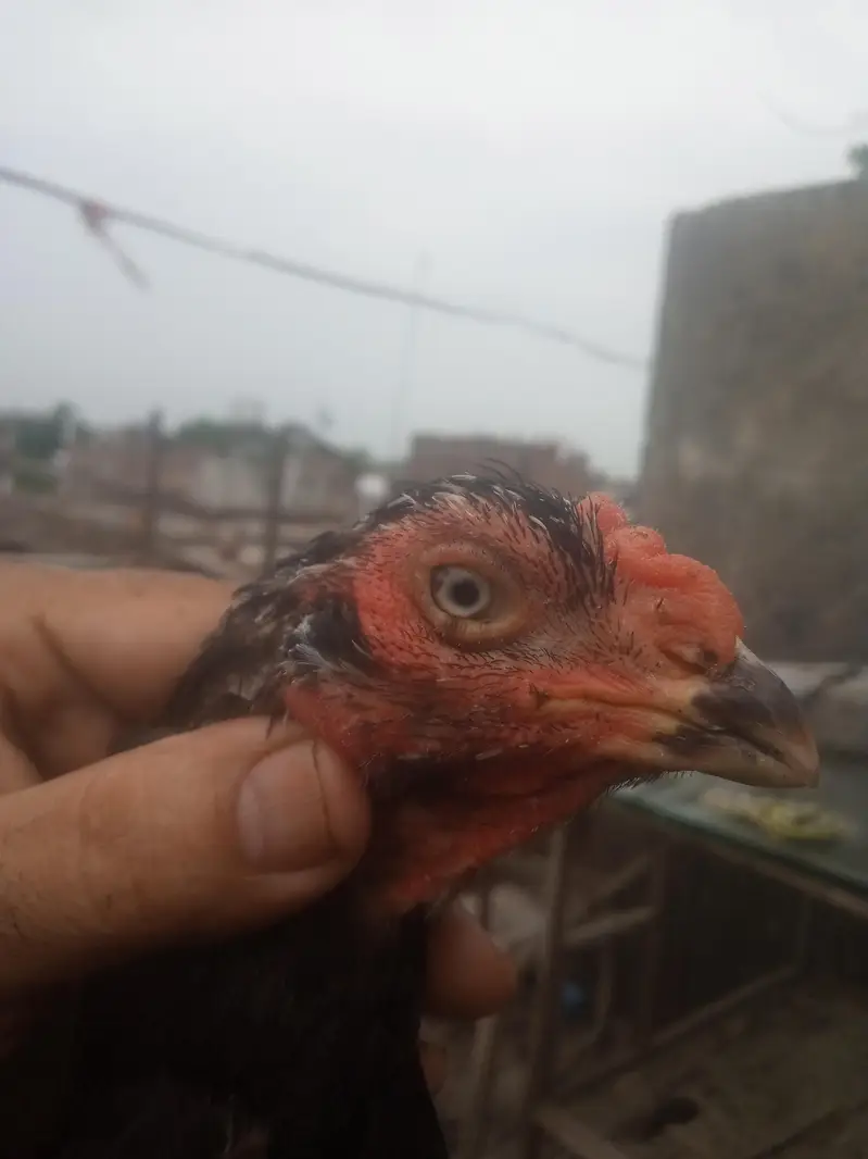 Thai veit Breeder black eyes — photo 3