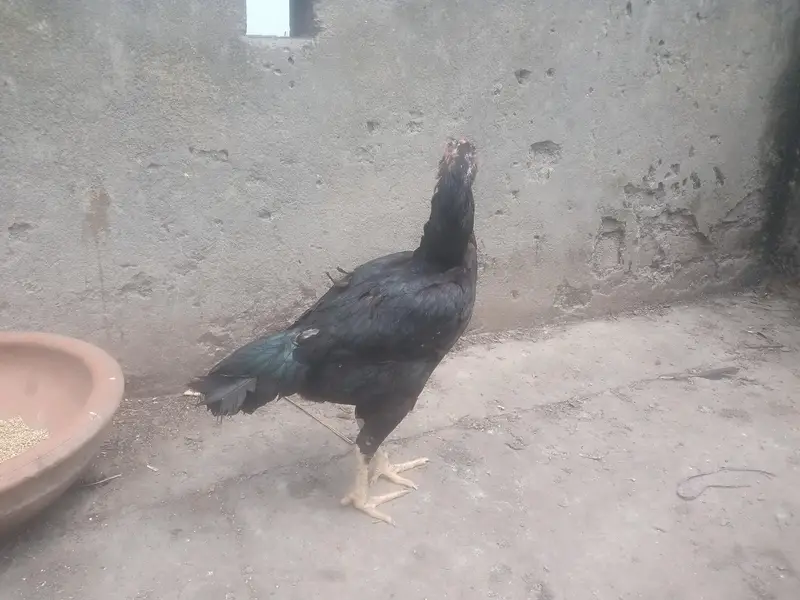 Thai veit Breeder black eyes — photo 5