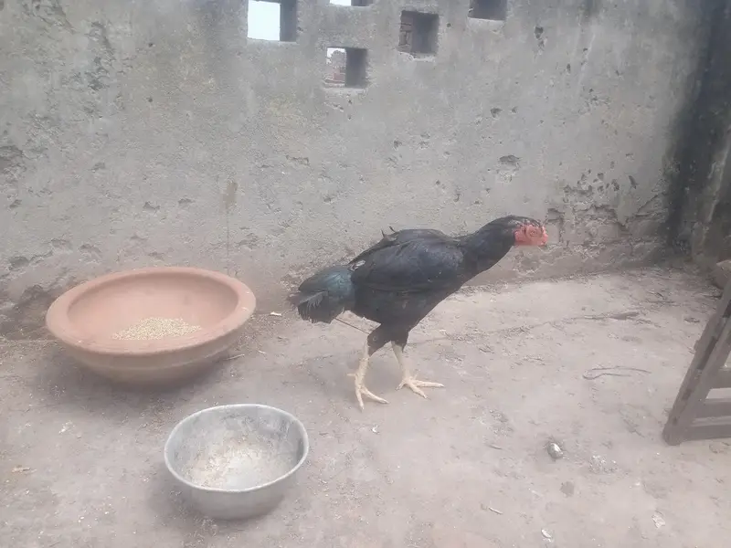 Thai veit Breeder black eyes — photo 6