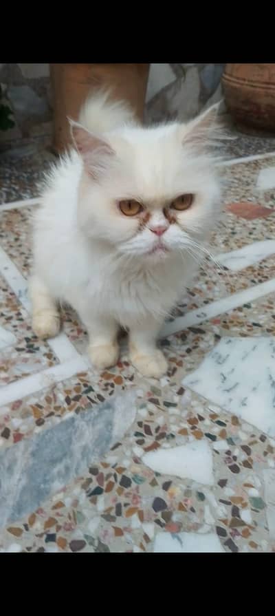Persian Punched face White Female Cat