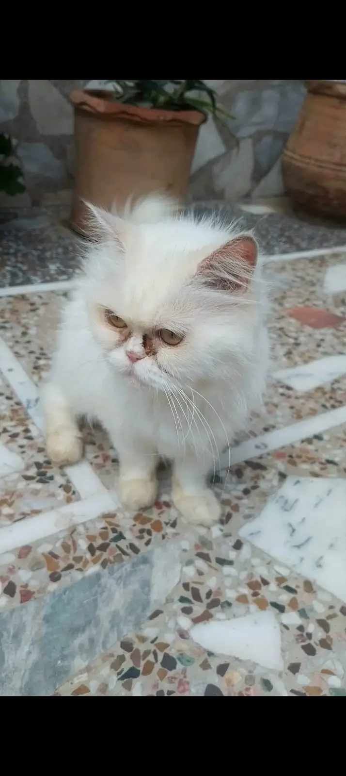 Persian Punched face White Female Cat — photo 2