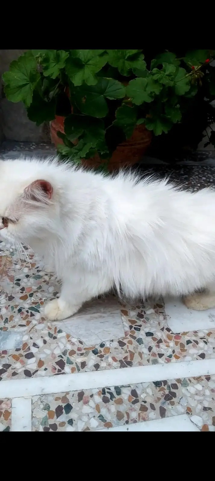 Persian Punched face White Female Cat — photo 3