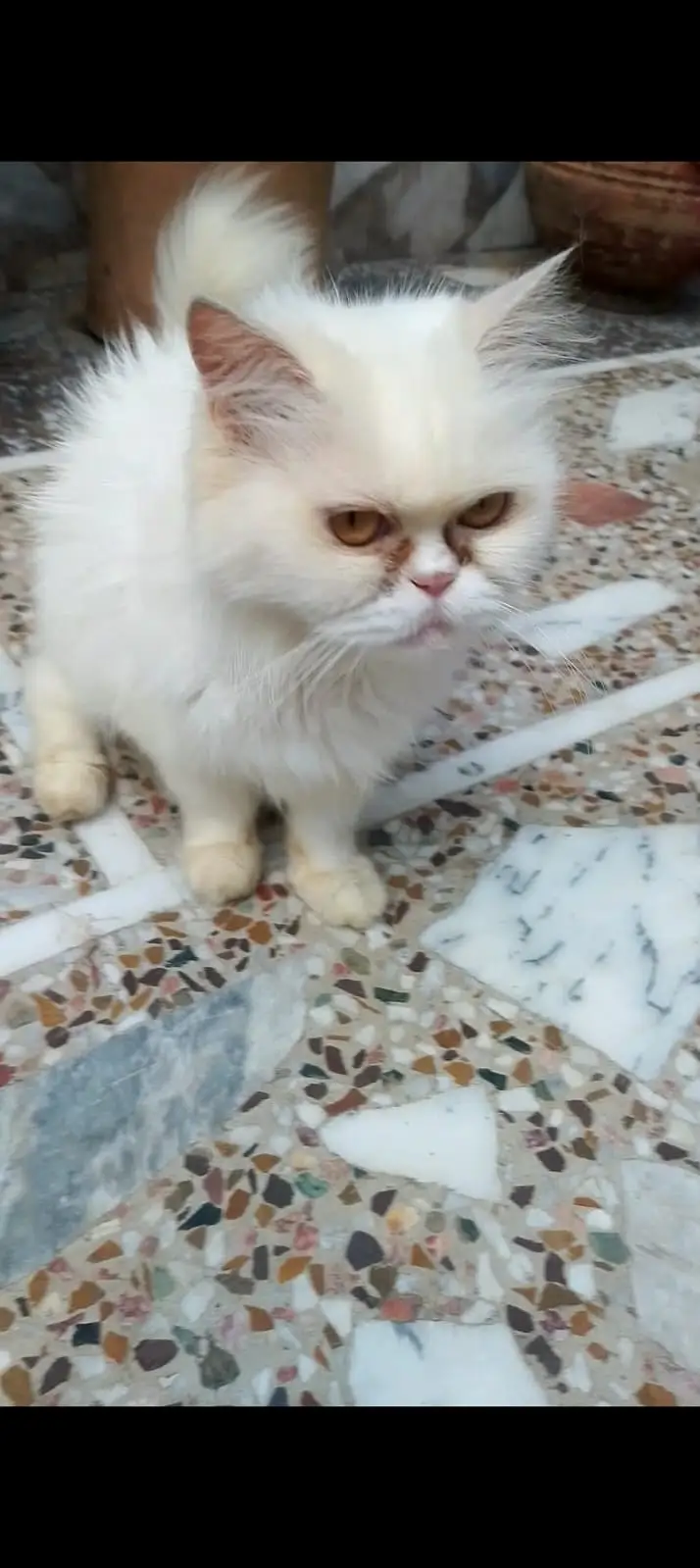 Persian Punched face White Female Cat — photo 4