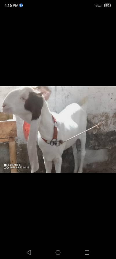 gulabi berbari tapri