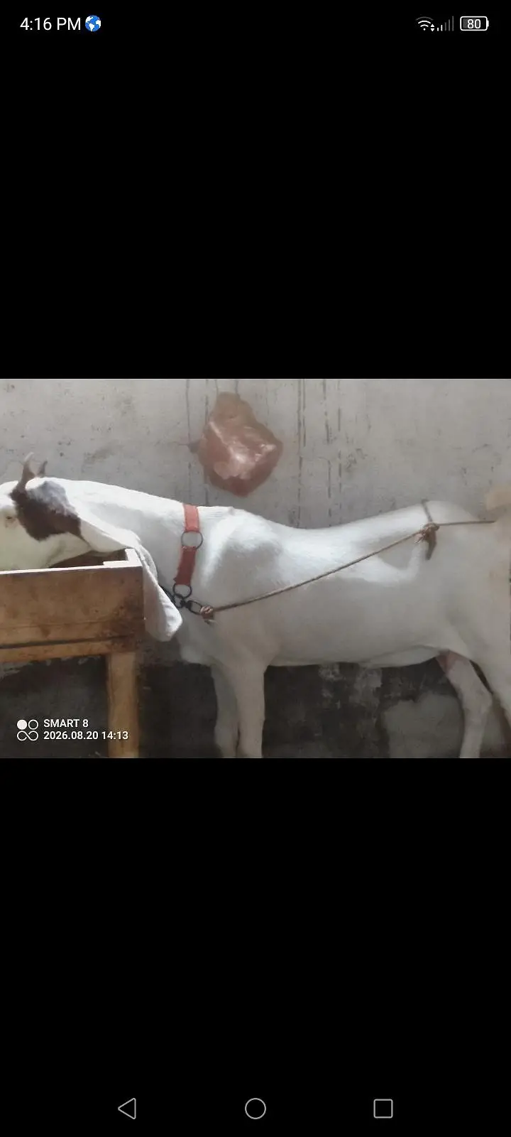 gulabi berbari tapri — photo 2