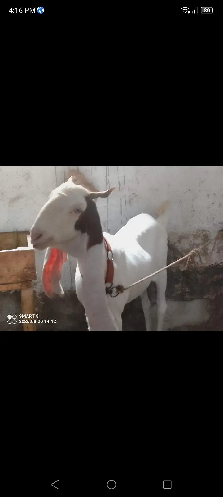 gulabi berbari tapri — photo 3