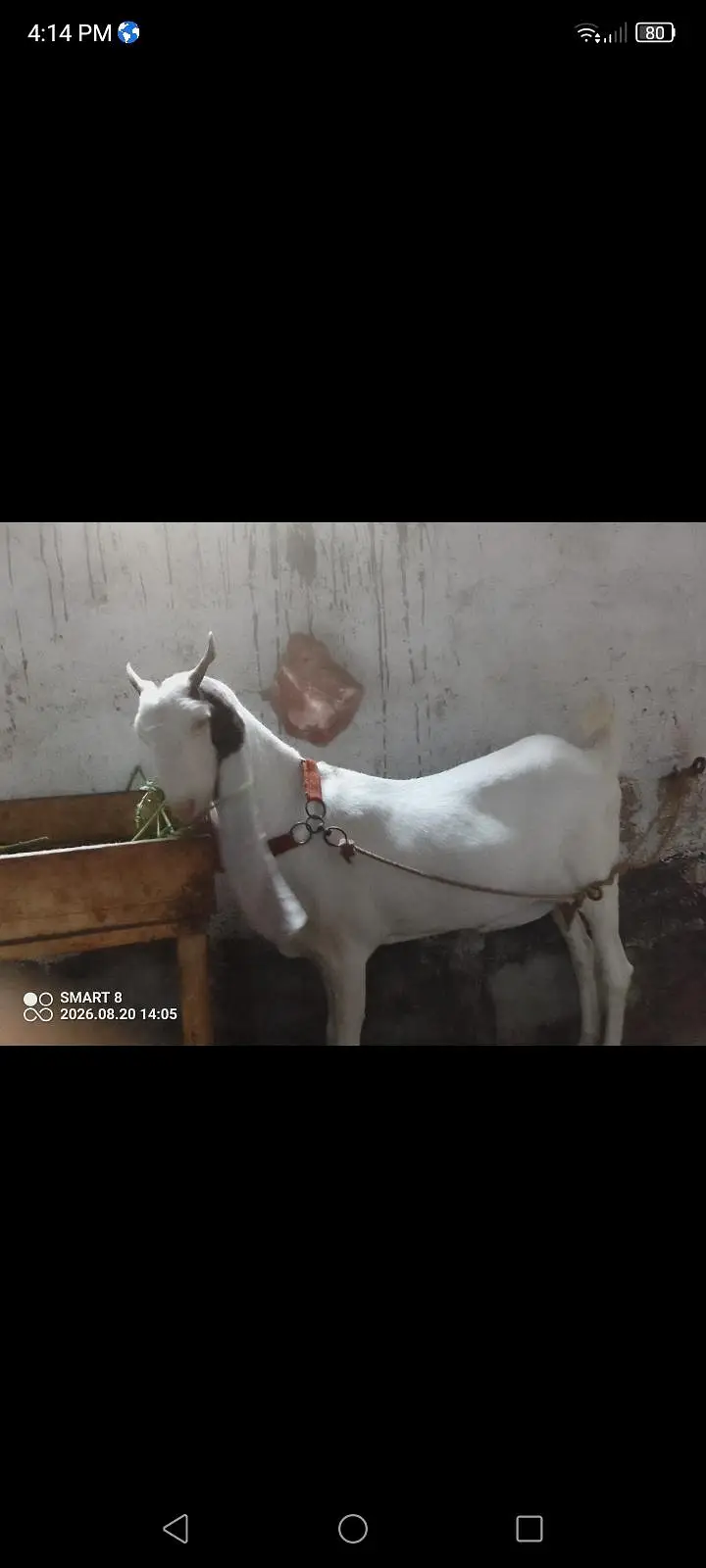 gulabi berbari tapri — photo 6