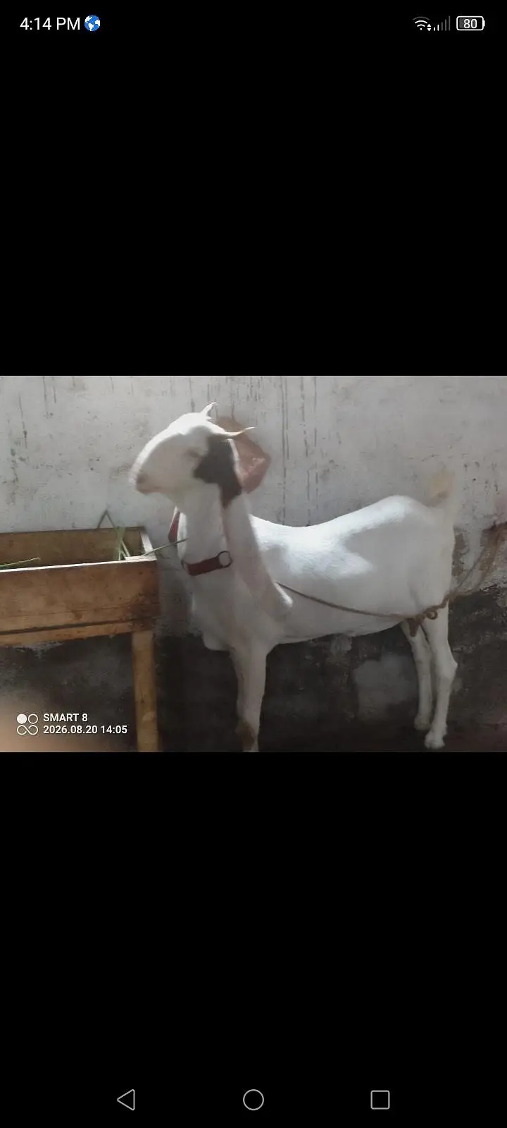 gulabi berbari tapri — photo 7
